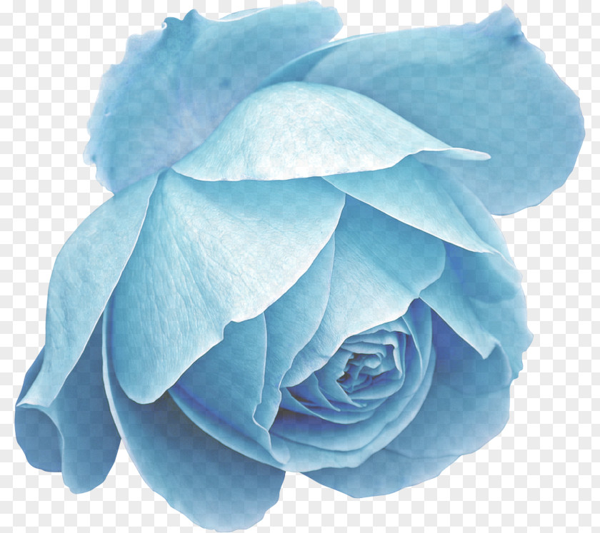 Rose Order Plant Blue PNG