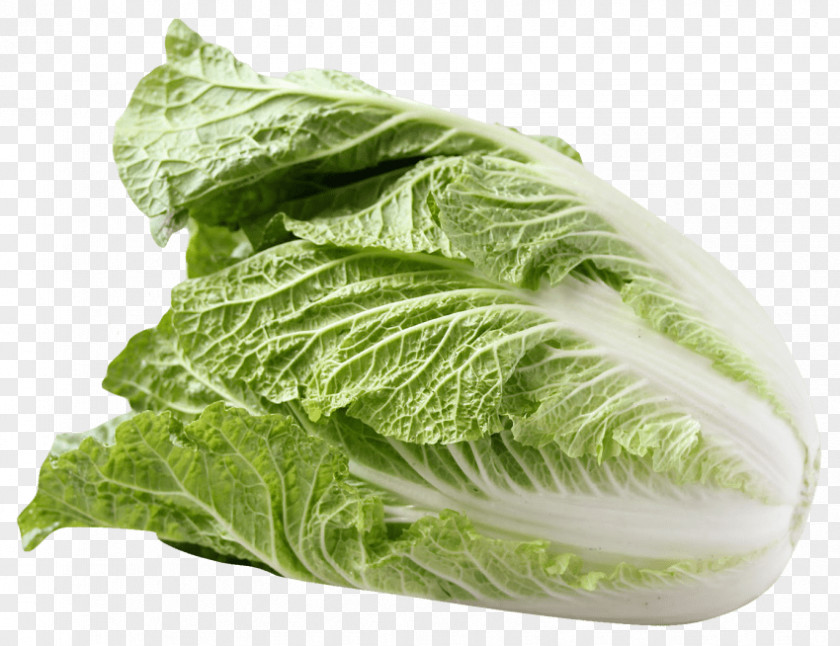 Cabbage Romaine Lettuce Caesar Salad Chinese Cuisine Savoy PNG