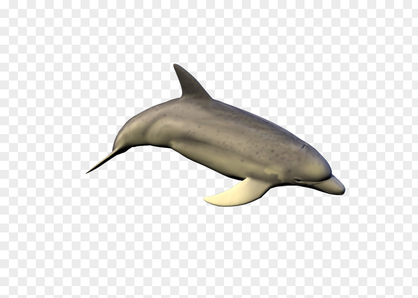 Delfines Common Bottlenose Dolphin Short-beaked Tucuxi Rough-toothed Spotted Dolphins PNG