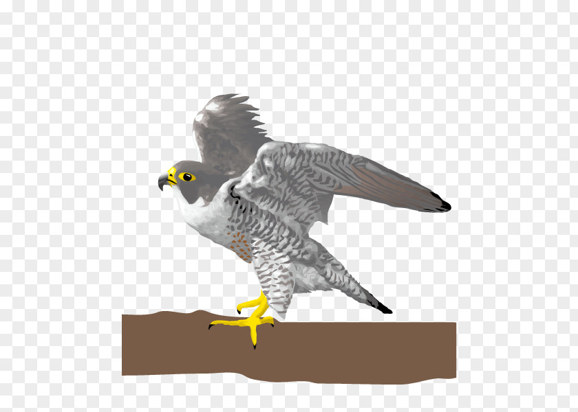 Falcons Bird Falcon Eagle PNG