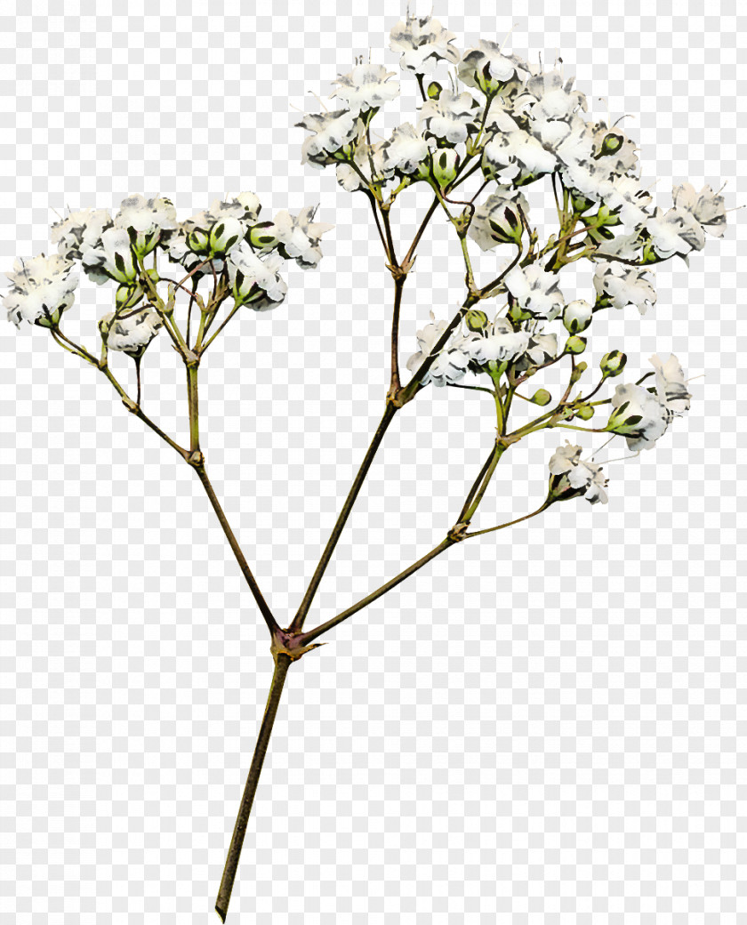 Flower Plant Tree Cow Parsley Heracleum (plant) PNG