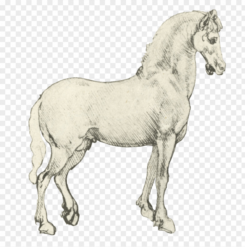 Horse Drawing Mustang Stallion Animal Foal PNG