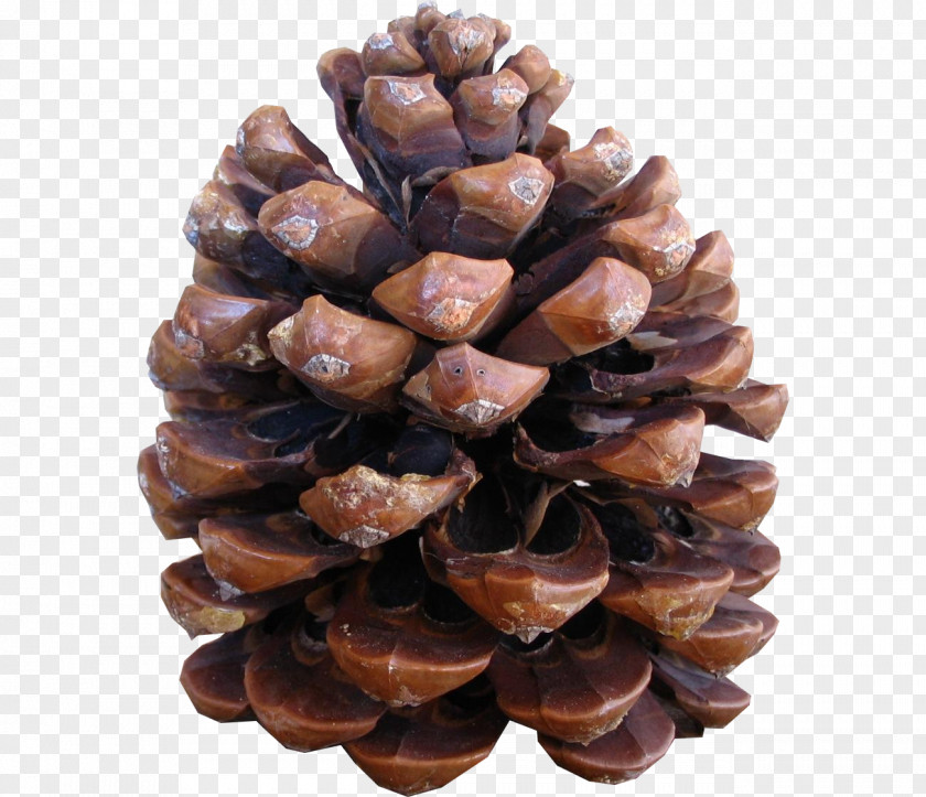 Pine Cone Material Conifer Stone Pinus Halepensis Nut Conifers PNG