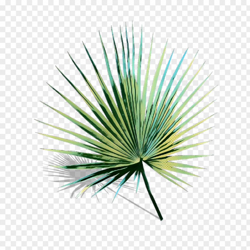 Pine Family Palm Tree Background PNG