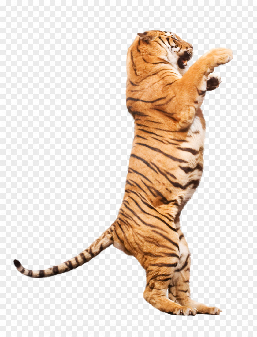 Tiger Cat Ringling Bros. And Barnum & Bailey Circus Terrestrial Animal PNG