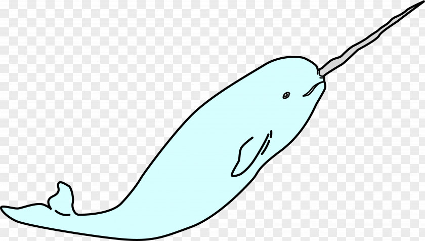Narwhal Porpoise Marine Mammal Cetacea Clip Art PNG