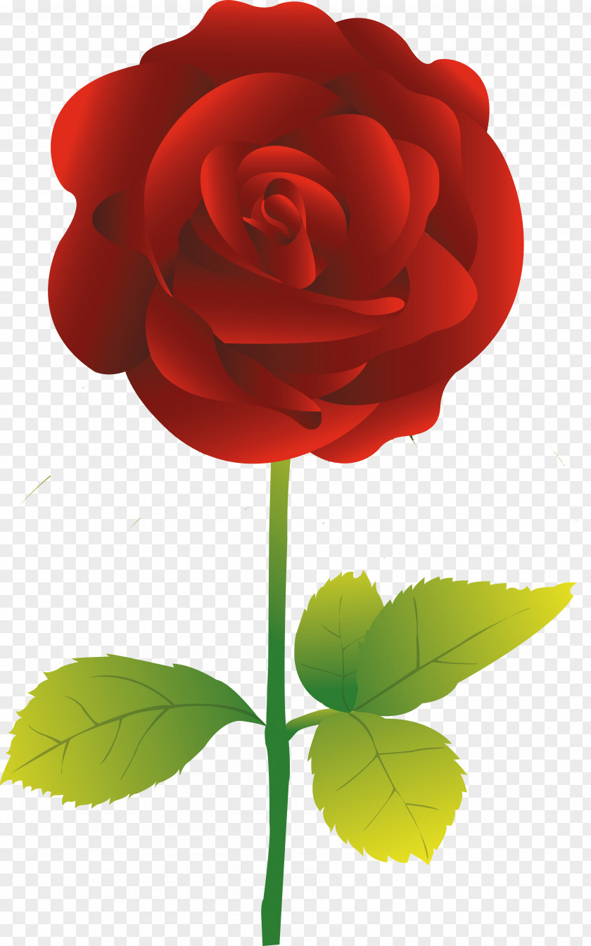 Red Rose Garden Roses Flower PNG
