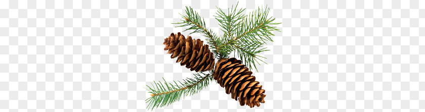 Tree Branch Pine Cone PNG branch pine cone clipart PNG