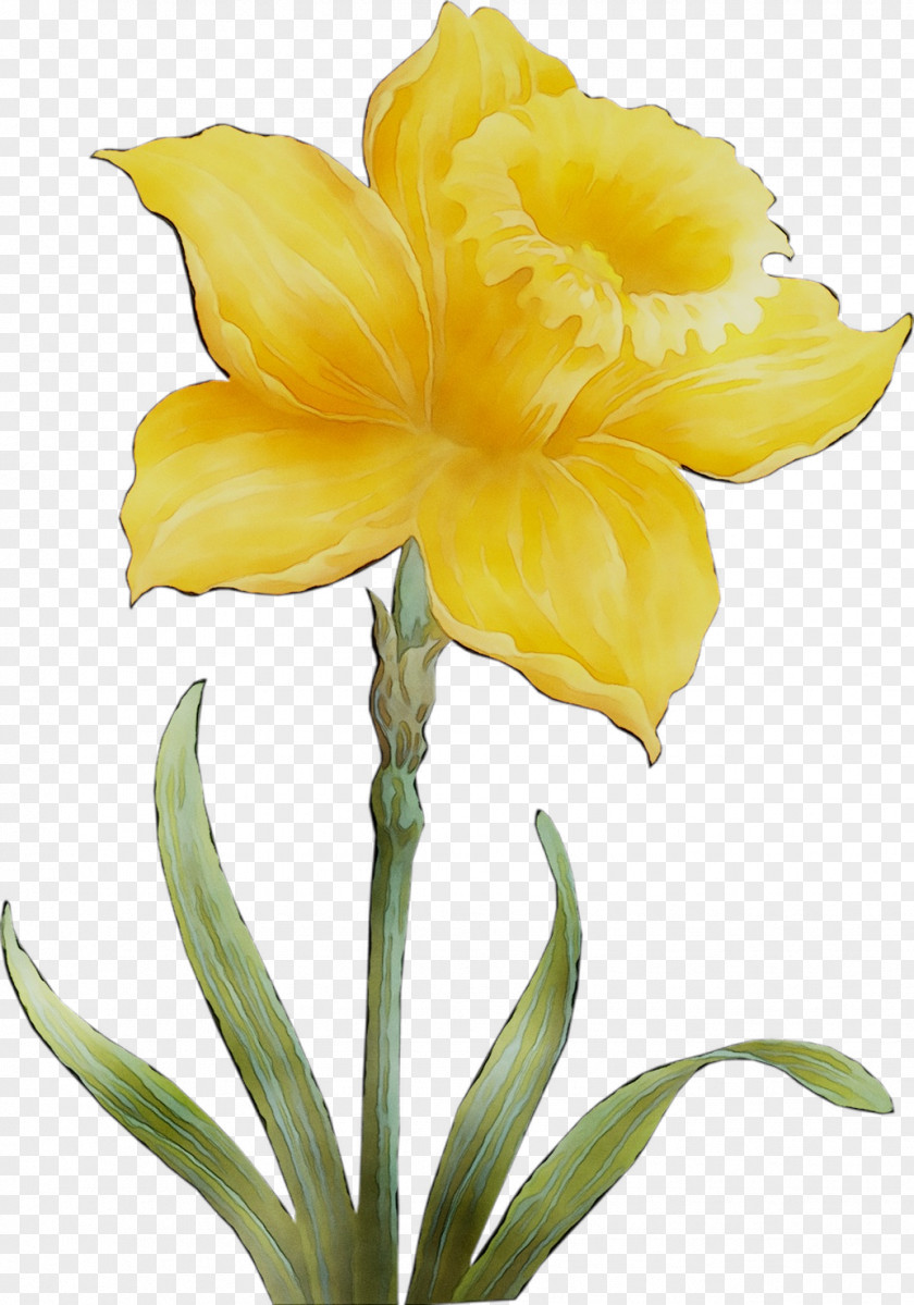 Amaryllis Jersey Lily Cut Flowers Yellow Plant Stem PNG