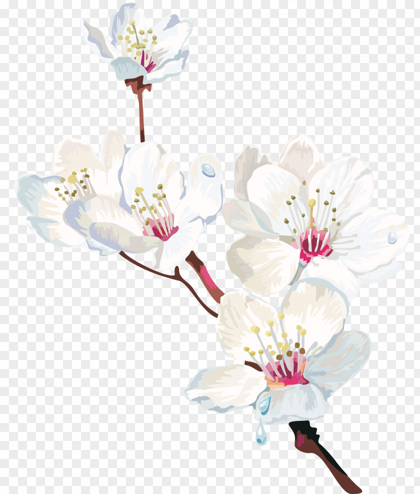 Cherry Blossom Watercolor Painting Watercolor: Flowers PNG