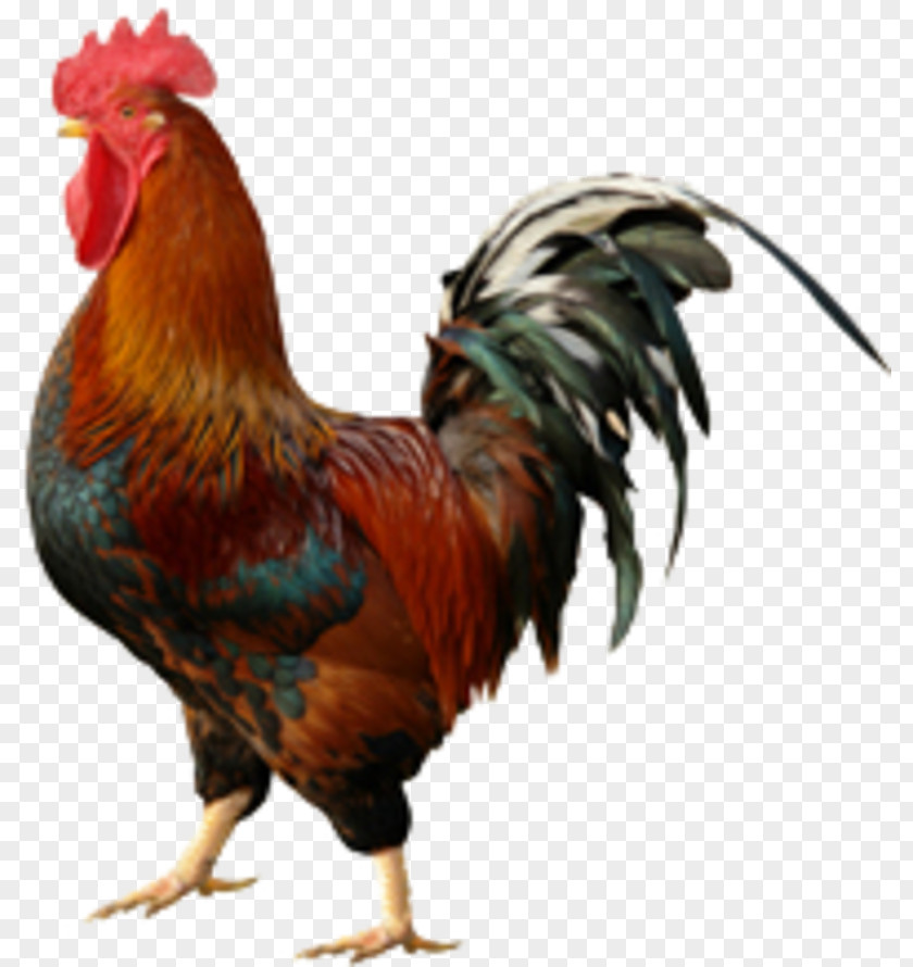 Chicken Rooster Wall Decal Cockfight PNG