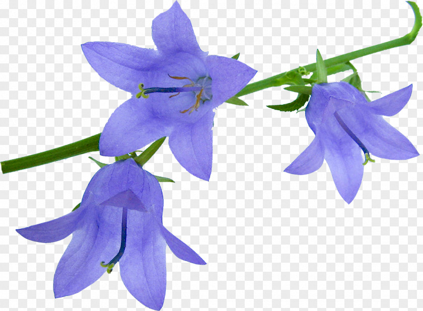 Flower Harebell Clip Art GIF PNG