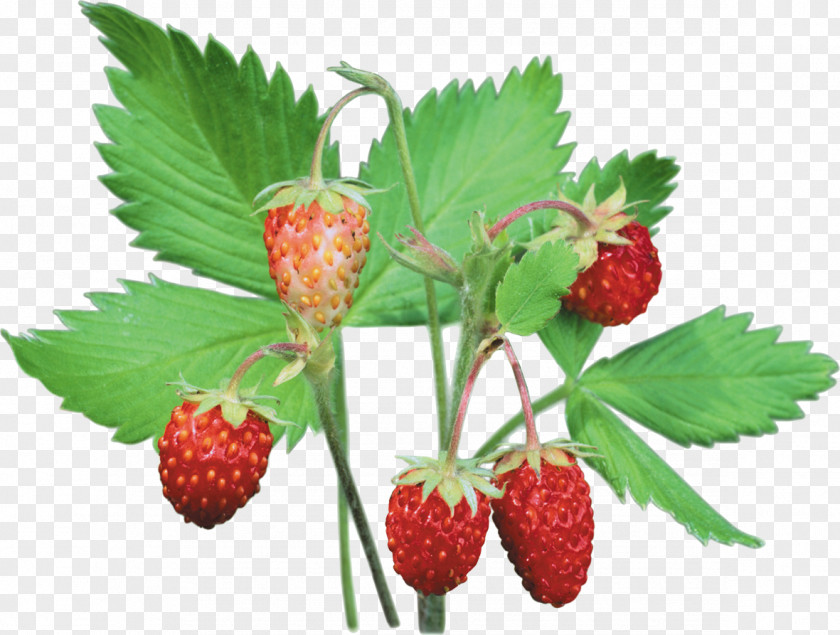 Strawberry Wild Musk Fruit PNG
