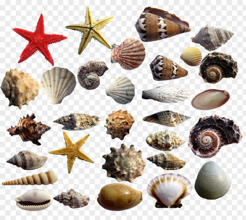 Conch Shells And Starfish Cockle Seashell Conchology PNG