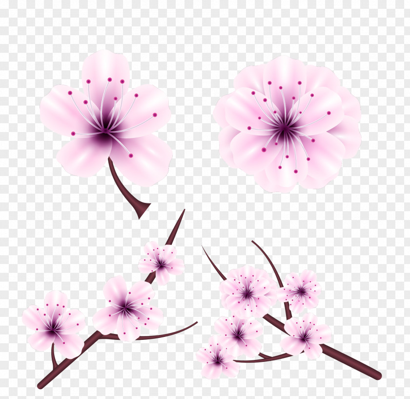 Japanese Cherry Blossom Festival National Flower Euclidean Vector PNG