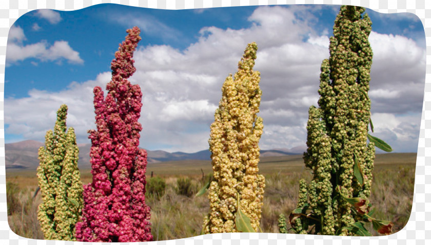 Plant Quinoa Puna Grassland Cereal Food PNG