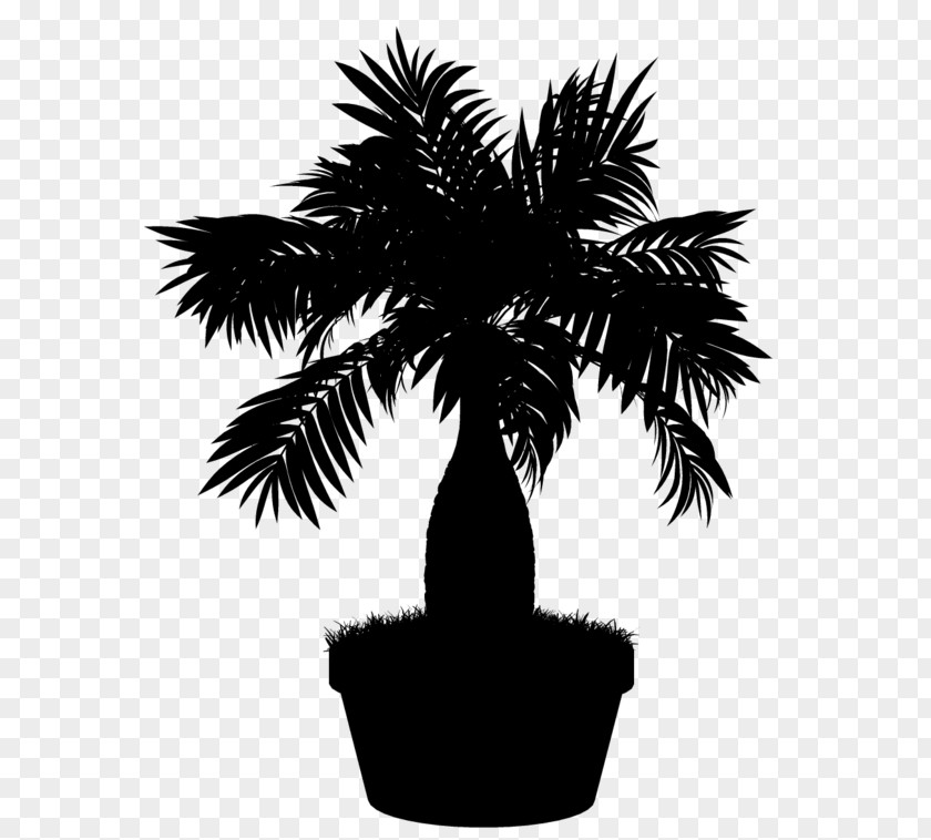 Asian Palmyra Palm Trees Flowerpot Date Silhouette PNG