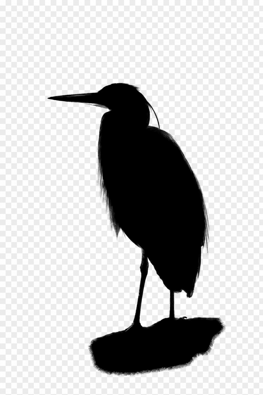 Beak Fauna Silhouette Neck PNG