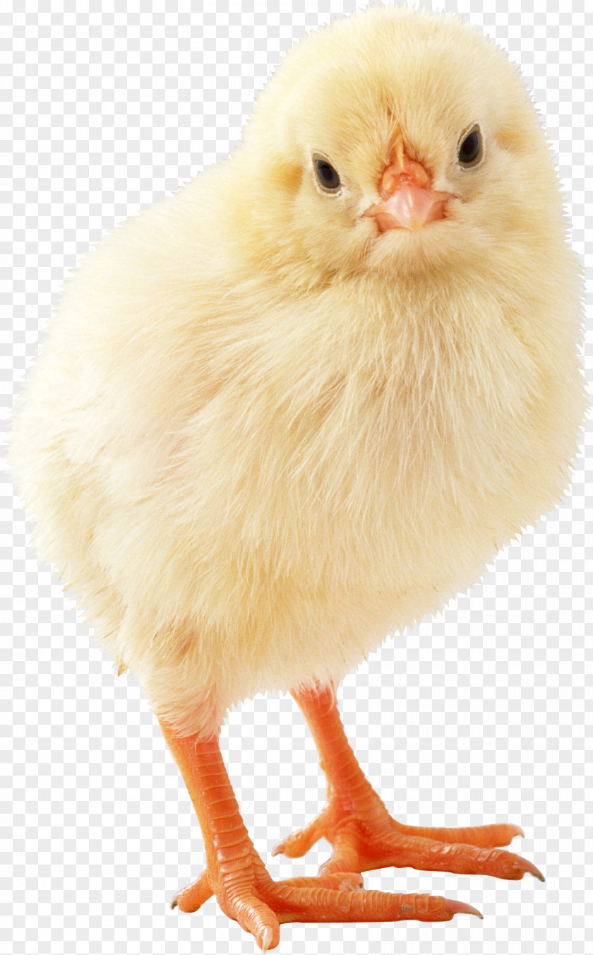 Duck Broiler Dog Animal Puppy PNG