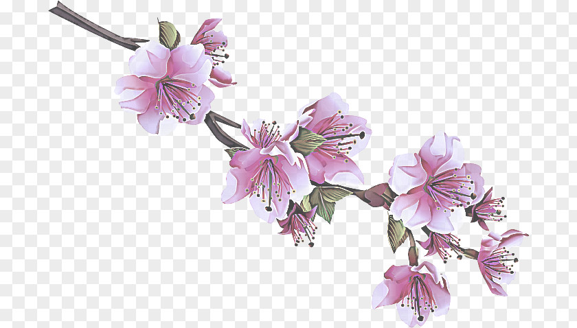 Geranium Dendrobium Cherry Blossom PNG