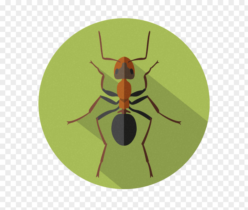 School Elementary Kindergarten Parenting Insect PNG