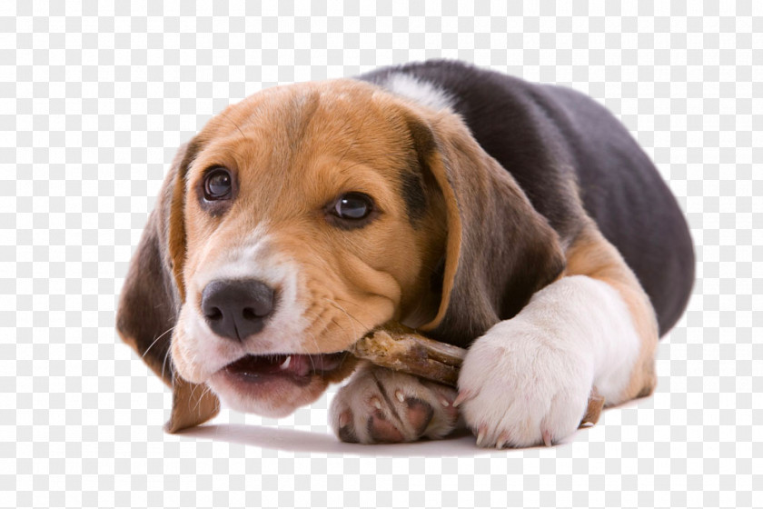 Tummy Puppy Beagle Your Chewing Chew Toy PNG