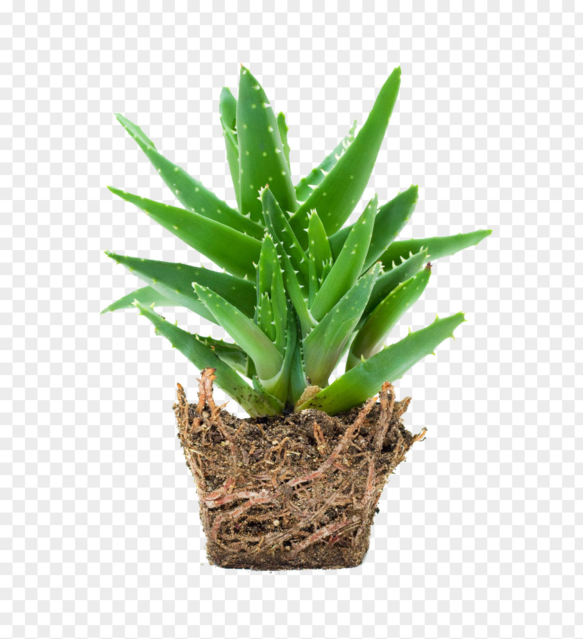 Aloe Plant Vera Gel Skin Care PNG