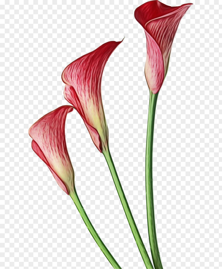 Arum-lily Clip Art Pink Calla Lily Flower PNG
