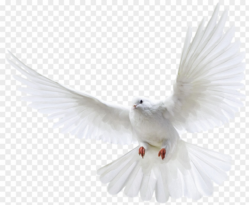 Bird Pigeons And Doves Homing Pigeon Flight PNG