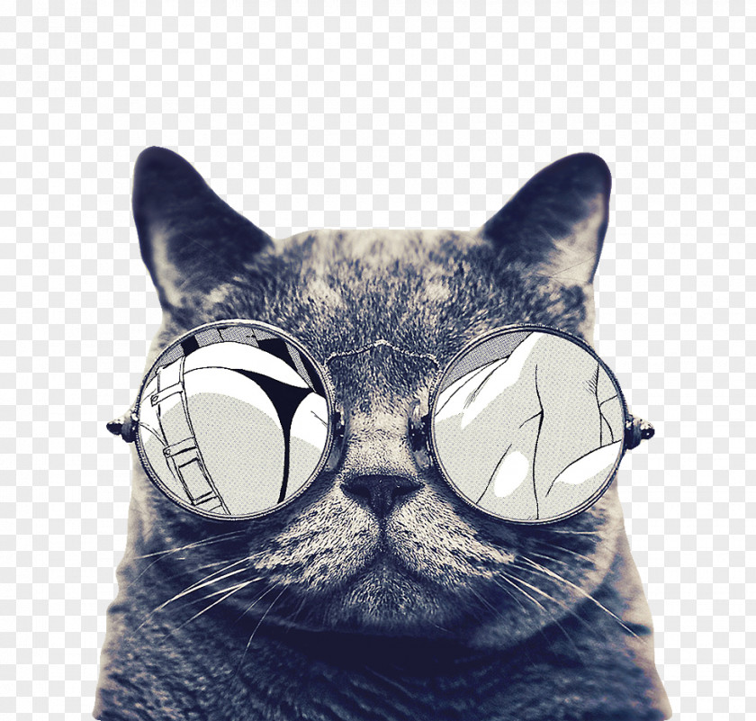 Cat With Sunglasses Icon PNG