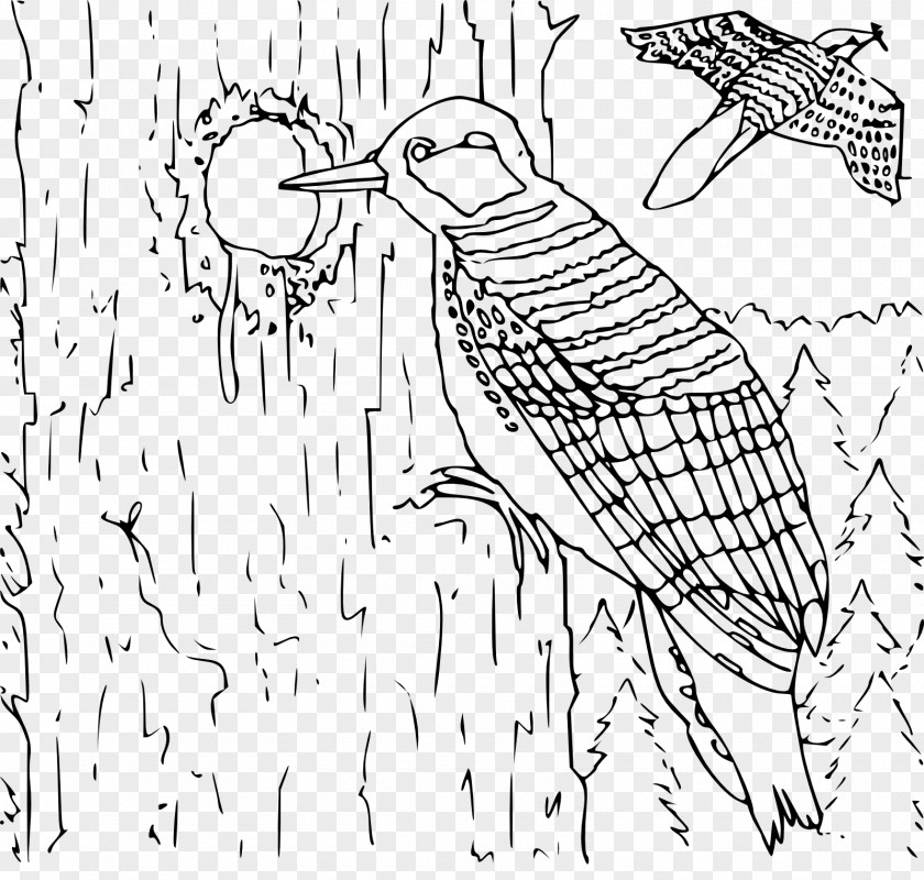 Child Coloring Book Woodpecker Doodle Infant PNG