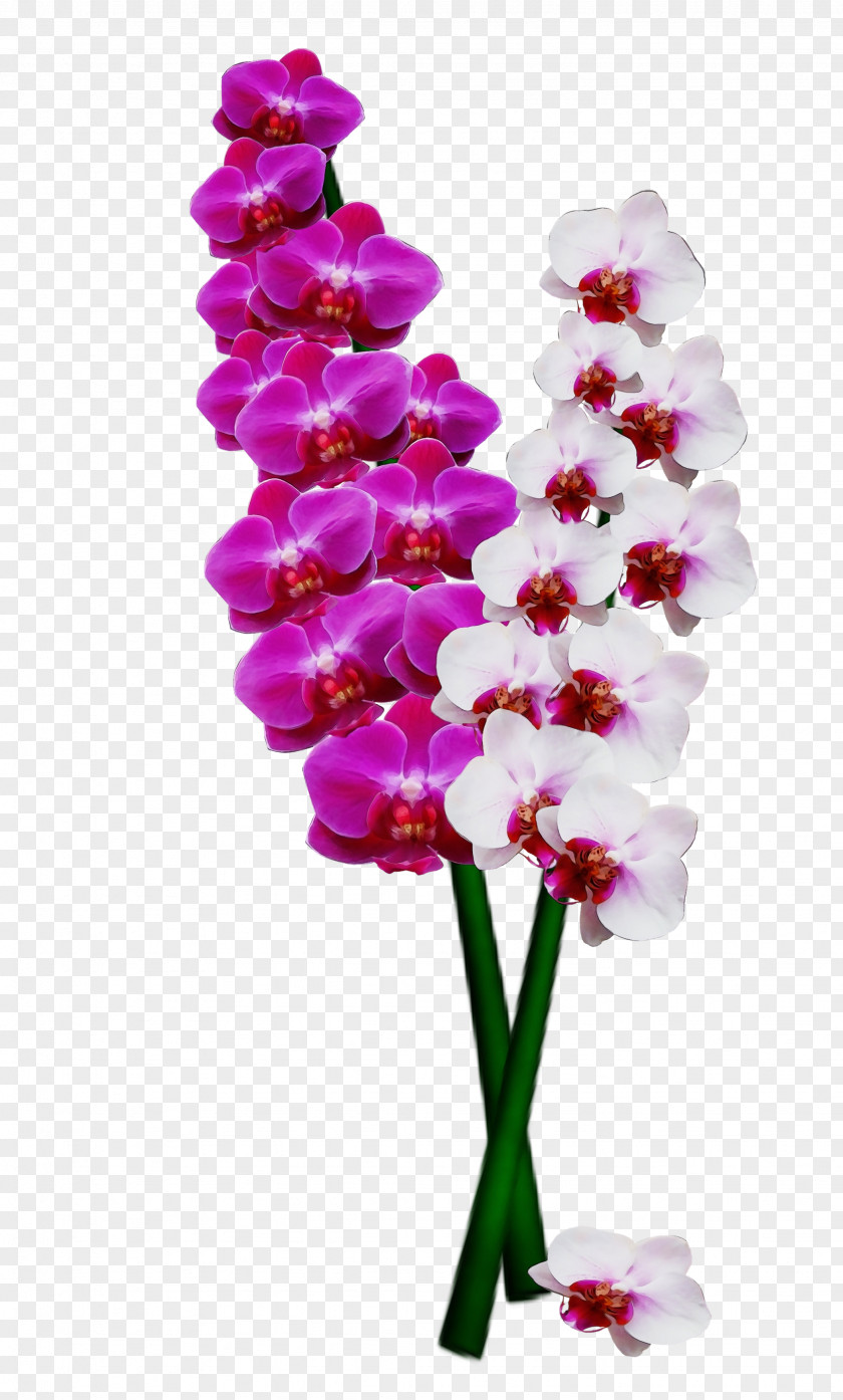 Dendrobium Orchid Flower Flowering Plant Cut Flowers Pink PNG