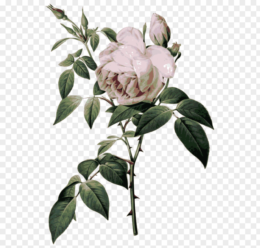 Flower Rosa Gallica Botanical Illustration Botany Art PNG