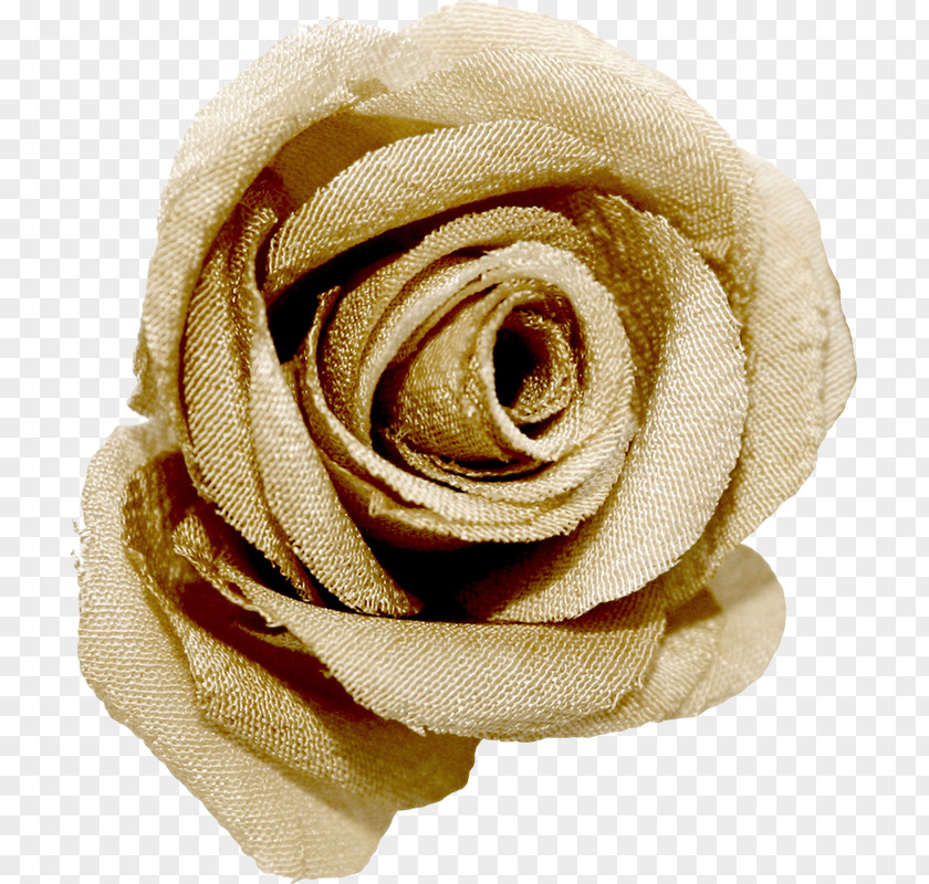 Garden Roses Beach Rose PNG