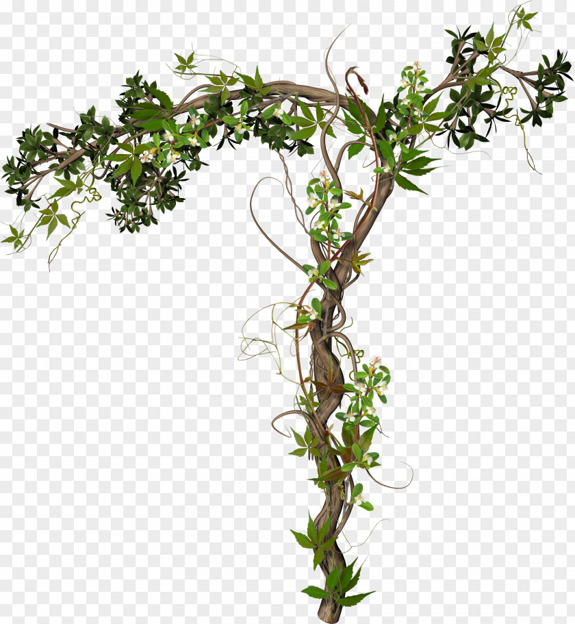 Plant Vine Photography Clip Art PNG