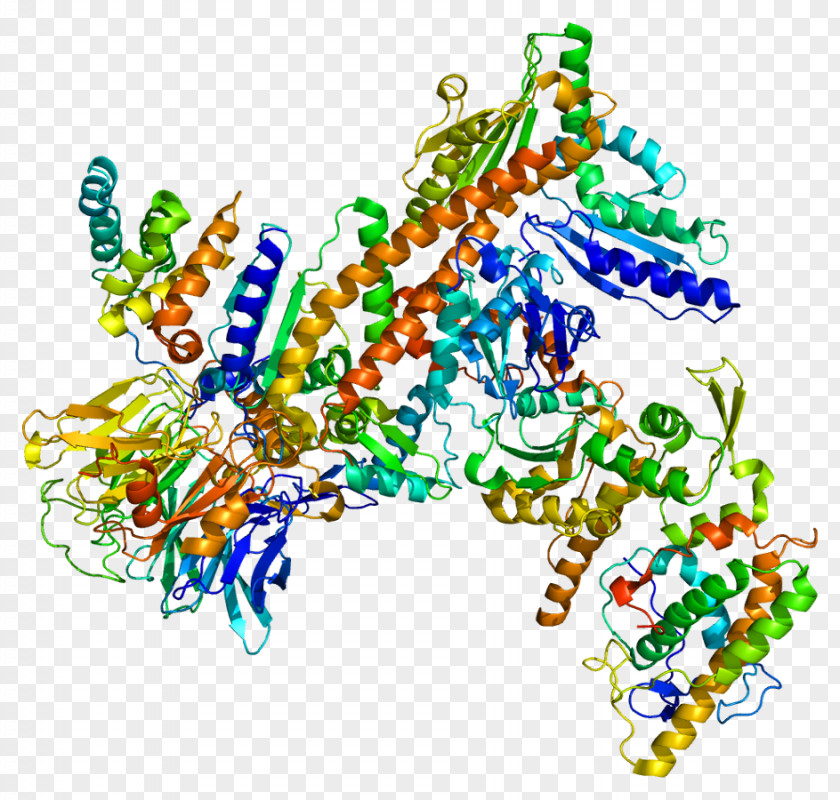 Arp2/3 Complex Protein Subunit ARPC2 PNG