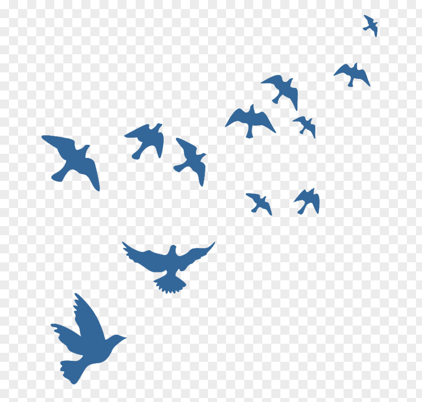 Bird Migration Wing Window Cartoon PNG