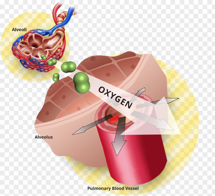 Blood Vasodilation Oxygen Therapy Lung PNG