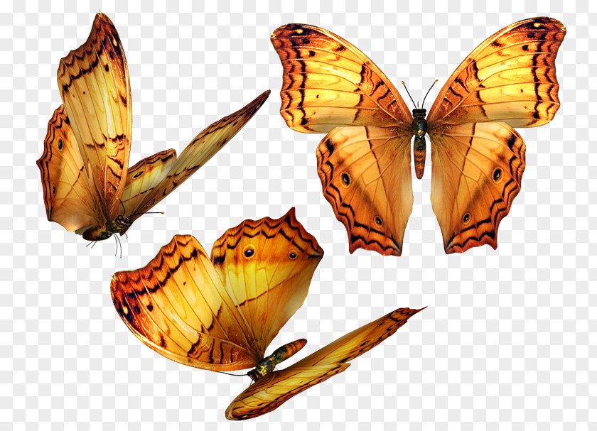 Butterfly Clip Art Adobe Photoshop Psd PNG