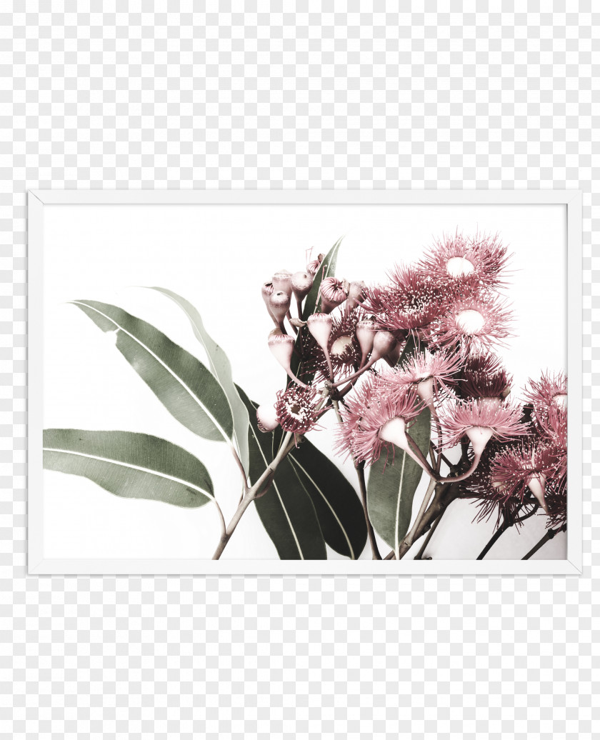 Flower Gum Trees Floral Design Blossom Printmaking PNG
