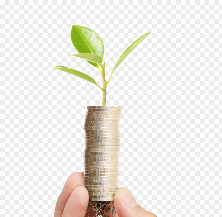 Hands Coins Sprout U56edu827au76c6u666f Bonsai Plant Seedling Flowerpot PNG