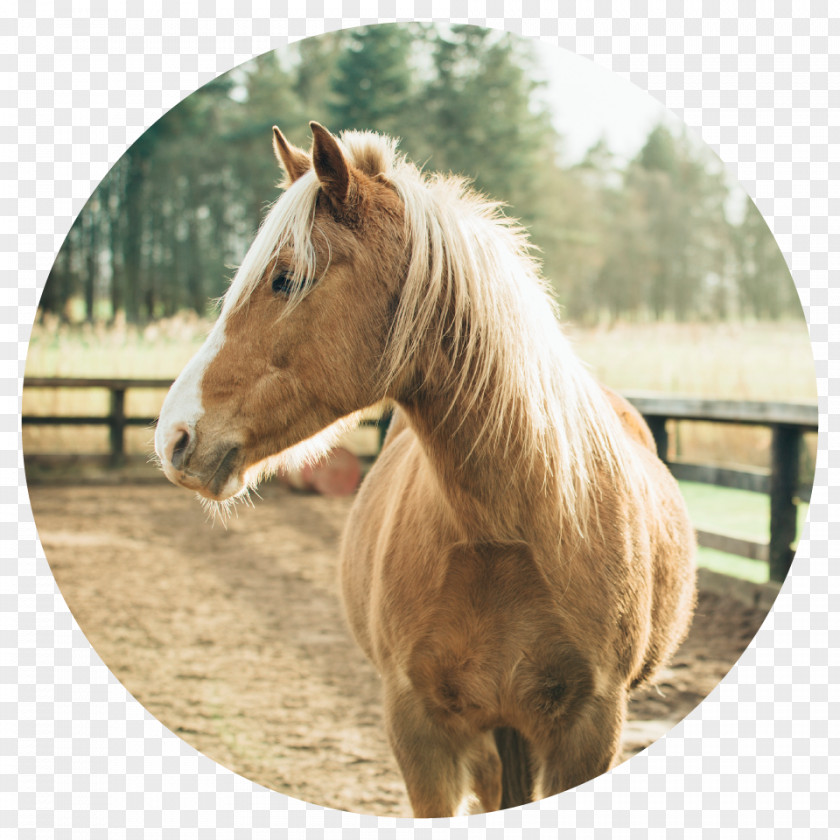 Pink Stallion Black Forest Horse American Quarter Arabian Equestrian Pony PNG