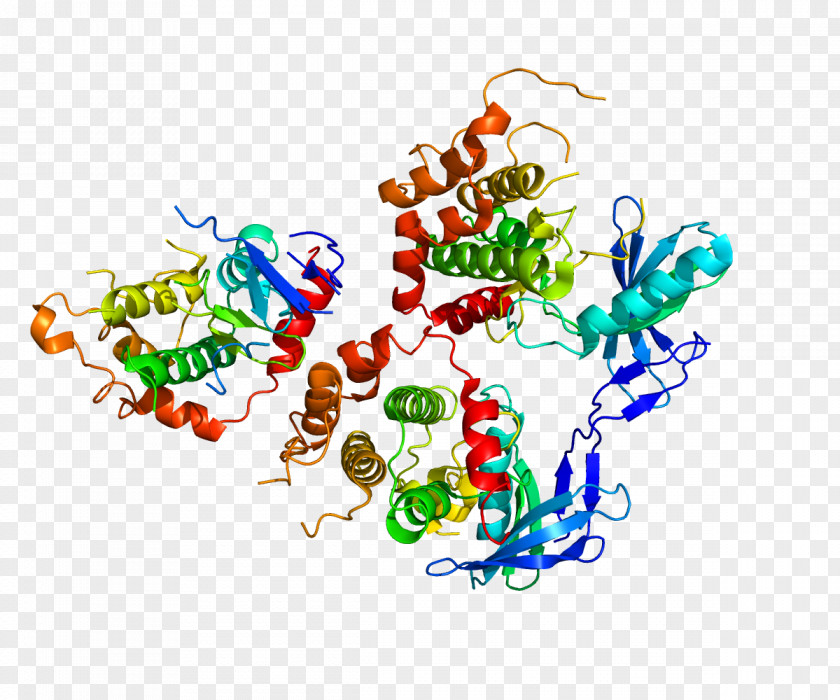 Chromosome MAP2K4 Mitogen-activated Protein Kinase Dual-specificity PNG