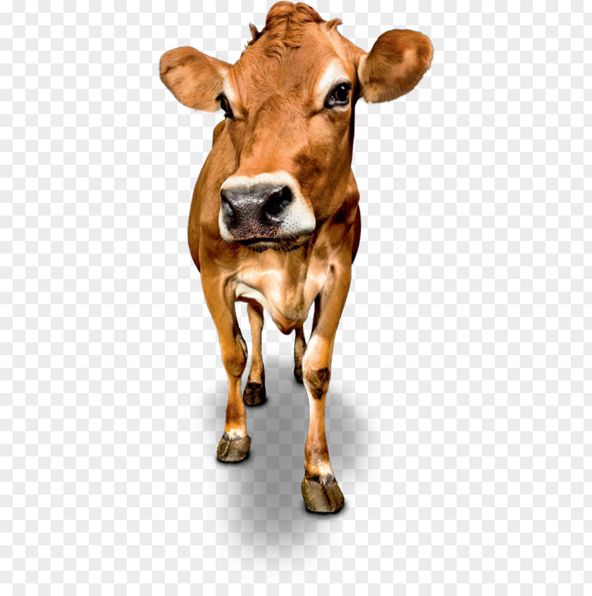 Milk Dairy Cattle Jersey Calf Ox PNG