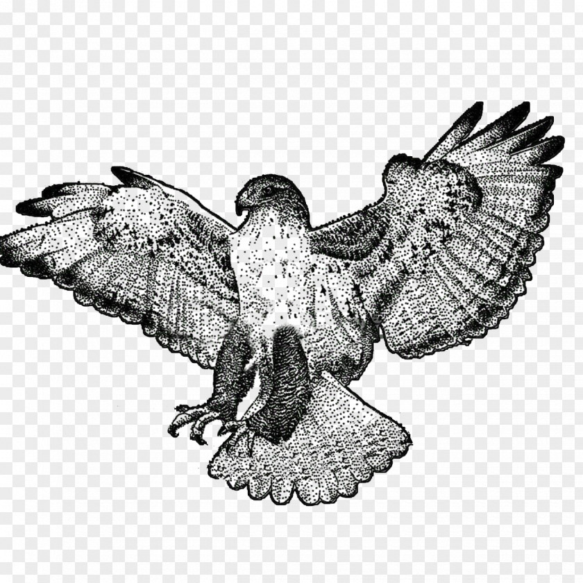 Sea Eagle Beak Football Cartoon PNG