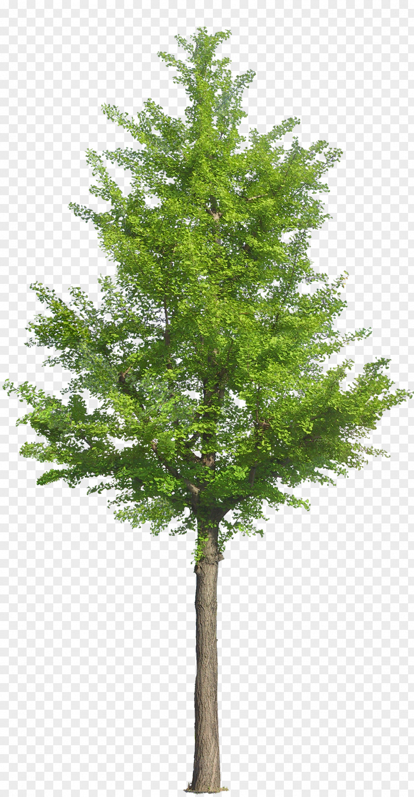Fir-tree Tree Drawing Landscape Landscaping PNG