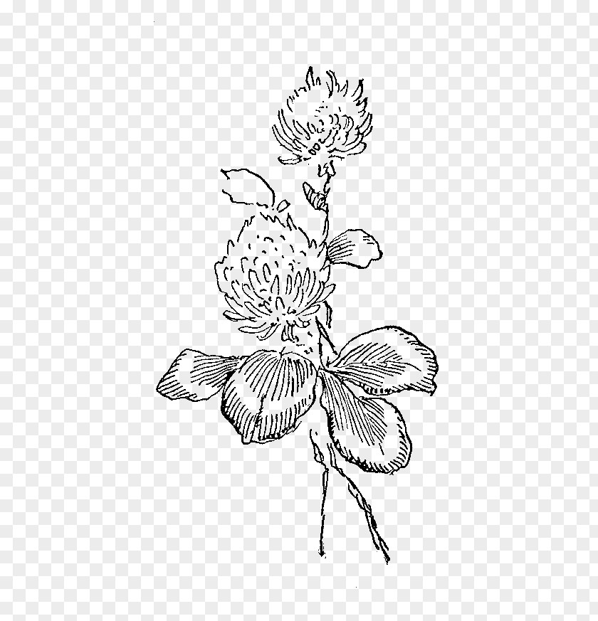 Flowers Illustrations White Clover Red Flower Illustration PNG