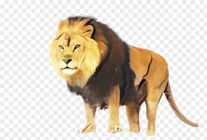 Lion Desktop Wallpaper Video Animal Tiger PNG