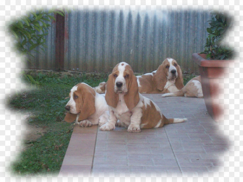 Puppy Basset Hound Petit Griffon Vendéen Artésien Normand Welsh Springer Spaniel Dog Breed PNG