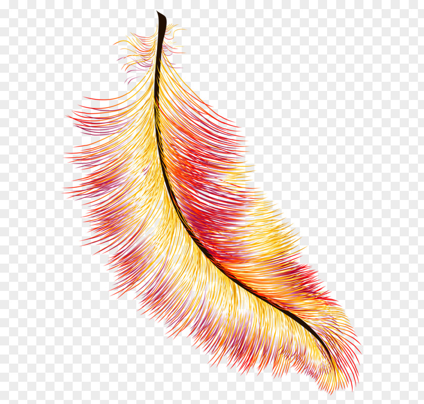 Red Feather Bird PNG